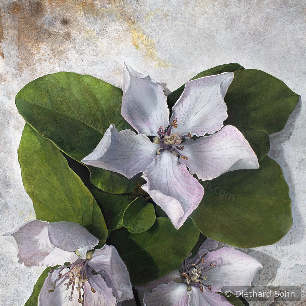 Quinceblüten by Diethard Sohn