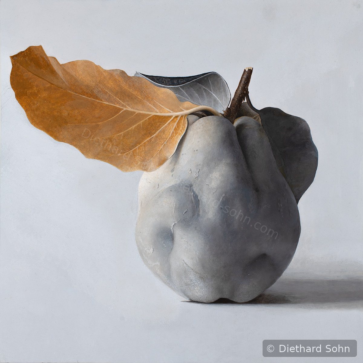 Quitte MUS-01 by Diethard Sohn