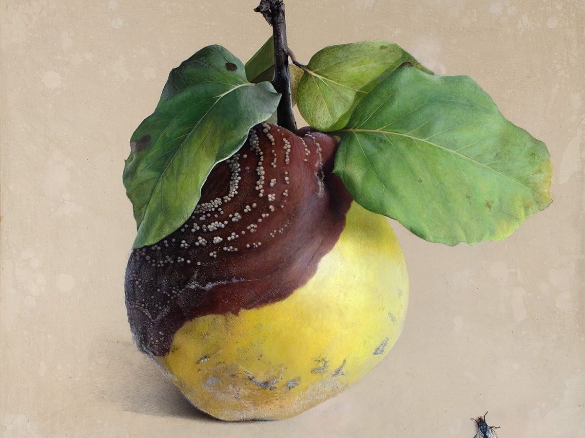 Quitte M-02, Acrylic on chalk ground/wooden panel, 2001, von Diethard Sohn