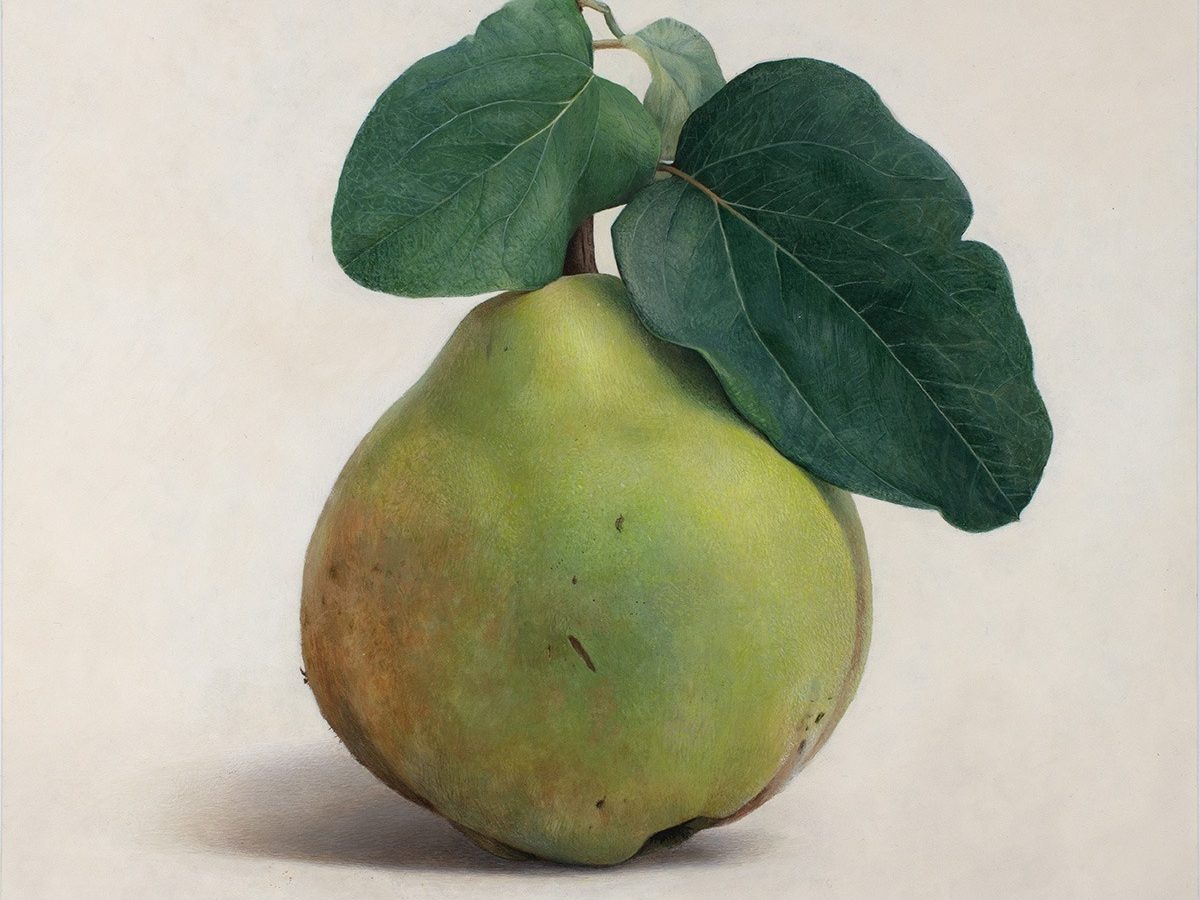 Quitte M-03, Egg tempera on chalk ground/wooden panel, 2021, von Diethard Sohn