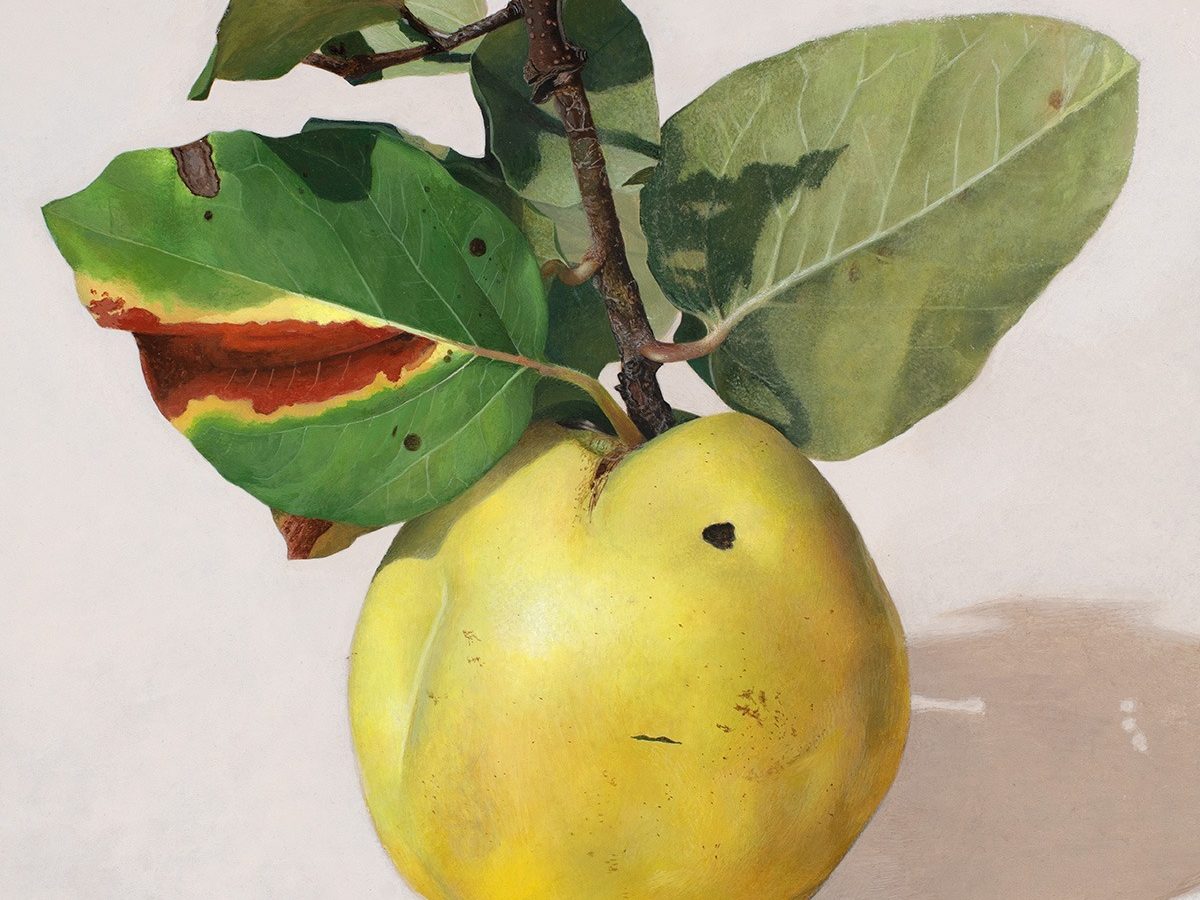 Quitte MUS-04, Egg tempera on chalk ground/wooden panel, 2025, von Diethard Sohn