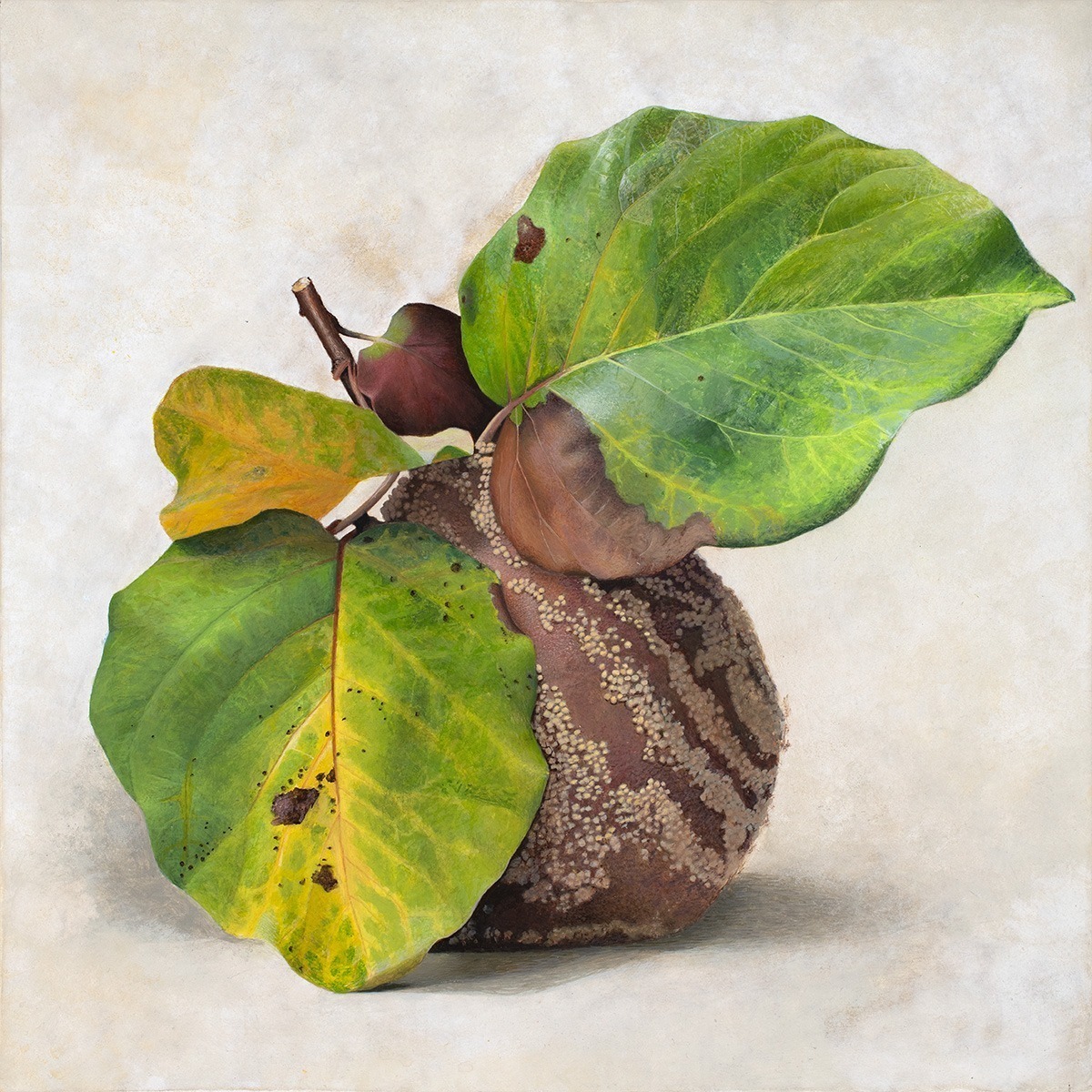 Quince Portraits by Diethard Sohn