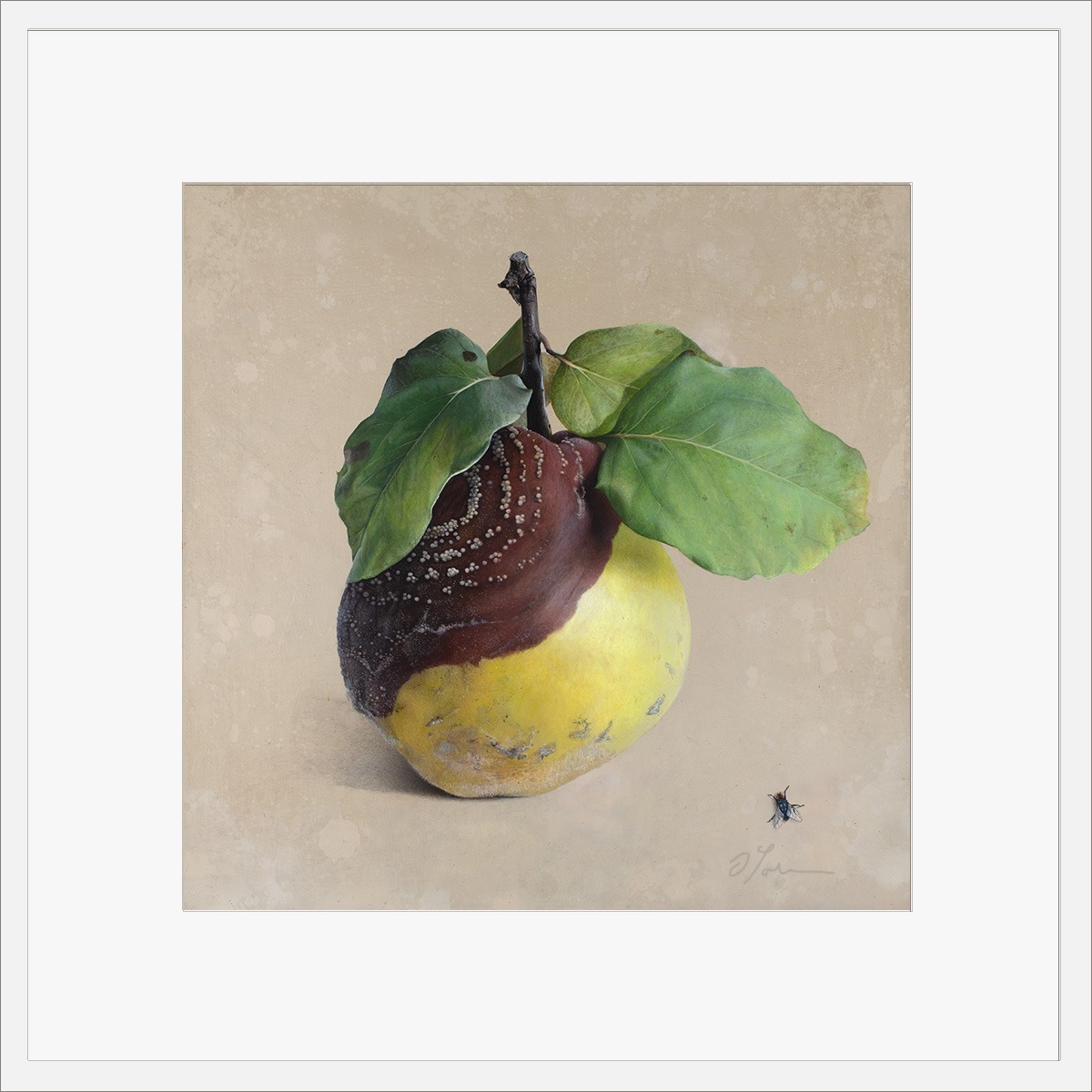 Quitte-M-02-4040-A-2021, Fine art print on Hahnemühle paper, signed, 2026, von Diethard Sohn