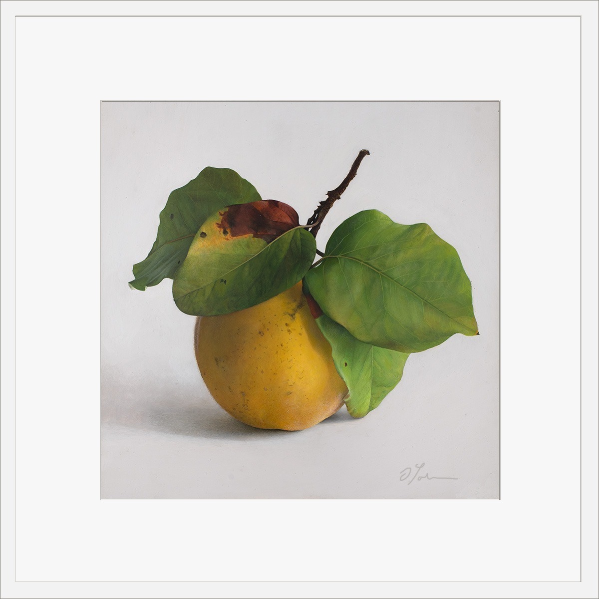Quitte-M-01-4040-A-2021 — Fine Art Print, Fine art print on Hahnemühle paper, signed, 2026, von Diethard Sohn